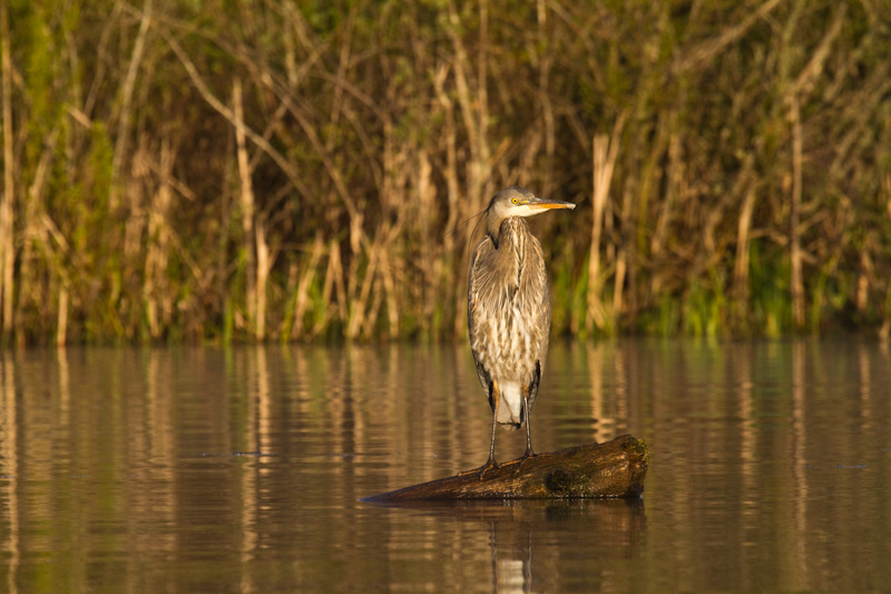 Great Blue Heron